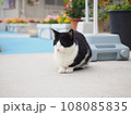 植木鉢の前に座る野良猫 108085835