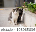 こっちを見つめる猫たち 108085836