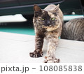 のびのびサビ猫 108085838