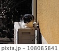 日向ぼっこするハチワレ猫 108085841