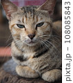 怪訝な様子な猫 108085843