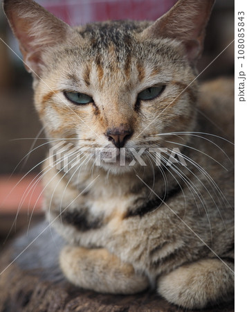 怪訝な様子な猫 108085843