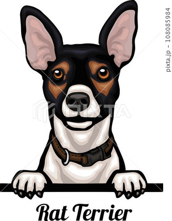 Rat Terrier - Color Peeking Dogs - breed face head isolated on white Rat Terrier - Color Peeking Dogs - breed face head isolated on white 108085984