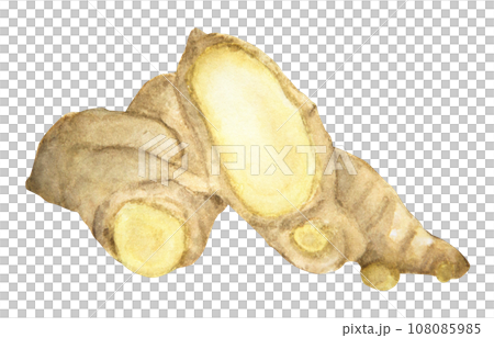 Watercolor painting of Ginger. Watercolor painting of Ginger. 108085985