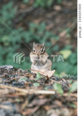 地面に降りてエサを探すエゾリス 108085989