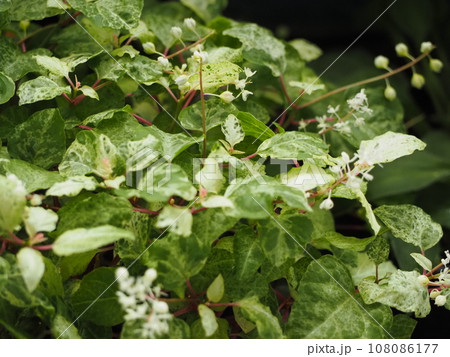 斑入りジュズサンゴ(絣) 108086177