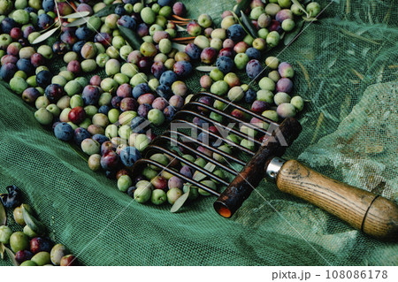 olives and comb-like tool used to collect them 108086178