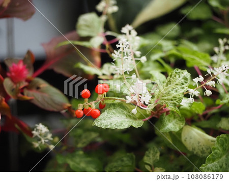 斑入りジュズサンゴ(絣) 赤い実 斑入りジュズサンゴ(絣) 赤い実 108086179