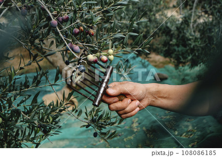 man harvesting some arbequina olives in Spain man harvesting some arbequina olives in Spain 108086185