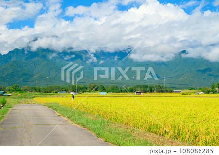 水田地帯を歩く人【安曇野】 水田地帯を歩く人【安曇野】 108086285