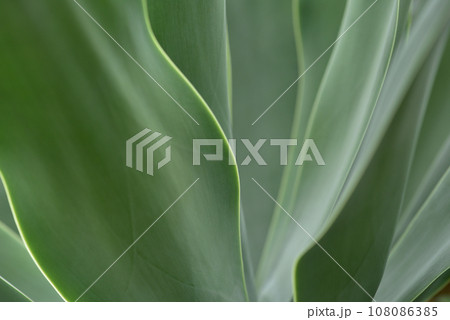 グリーンの葉が綺麗な多肉植物のハツミドリ ボタニカルイメージの背景 グリーンの葉が綺麗な多肉植物のハツミドリ ボタニカルイメージの背景 108086385