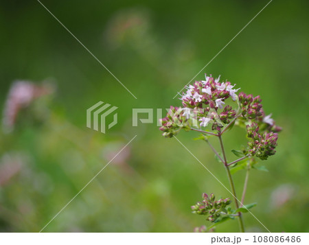 ハーブ オレガノの花 ハーブ オレガノの花 108086486