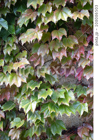壁をつたっているツタ 108086503