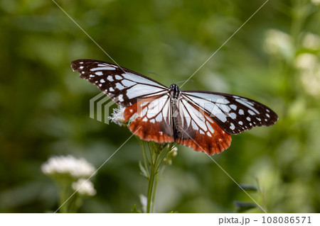 藤袴の花にとまって蜜を吸うアサギマダラ 108086571