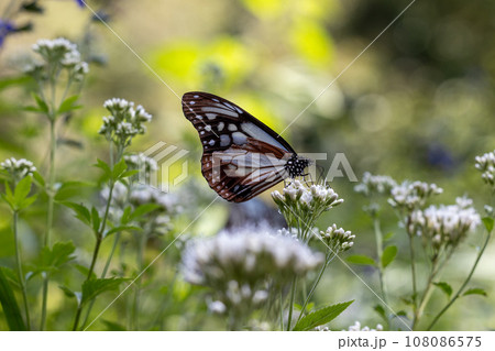 藤袴の花にとまって蜜を吸うアサギマダラ 108086575