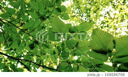 新緑の白神山地のブナの葉のアップ写真 新緑の白神山地のブナの葉のアップ写真 108086706
