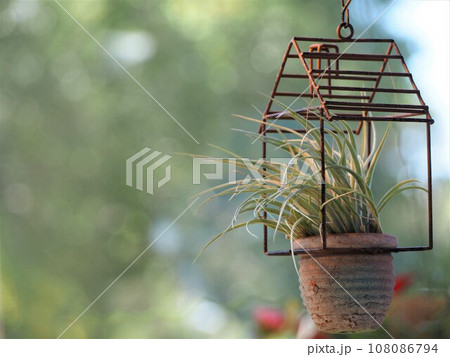 エアプランツ　チランジア 108086794