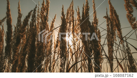 Meadow sunset background. Fall nature scenery. Rural countryside beauty. Dry grass golden plants straw spikelets heads in warm beams on sky. 108087162