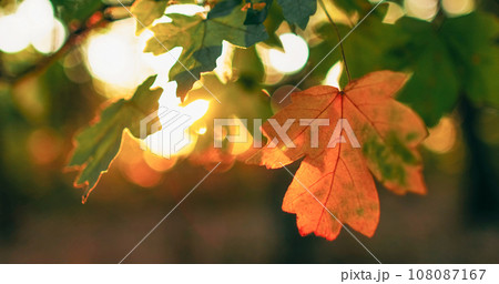 Autumn foliage background. Forest lush. Nature harmony. Peaceful morning woods. Colorful yellow green maple tree leaves in lens flare in bokeh defocused light. Autumn foliage background. Forest lush. Nature harmony. Peaceful morning woods. Colorful yellow green maple tree leaves in lens flare in bokeh defocused light. 108087167
