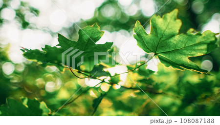 Foliage background. Woods sunshine. Nature park environment. Summer green lush maple tree leaves in lens flare glowing blur beam bokeh light. 108087188