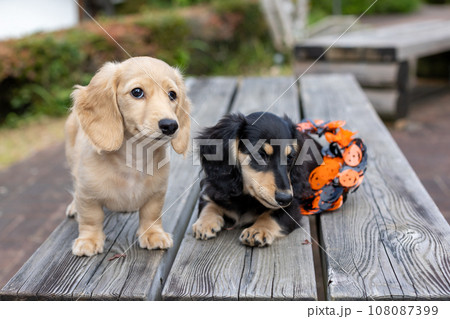 ベンチの上で遊ぶ仔犬 カニンヘンダックスフンド ベンチの上で遊ぶ仔犬 カニンヘンダックスフンド 108087399