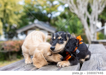 ベンチの上で遊ぶ仔犬　カニンヘンダックスフンド 108087446