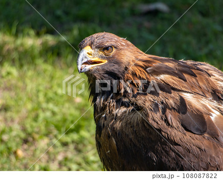 The portrait of The Golden Eagle (Aquila chrysaetos) on a green background 108087822
