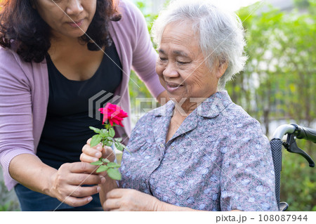 Asian elderly woman holding red rose flower, smile and happy in the sunny garden. Asian elderly woman holding red rose flower, smile and happy in the sunny garden. 108087944