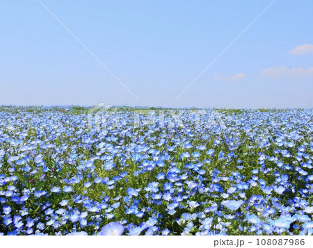 ネモフィラの花が咲き誇るシーサイドパーク 108087986