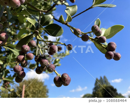 熟し始めたシャリンバイの実_秋の植物 熟し始めたシャリンバイの実_秋の植物 108088464