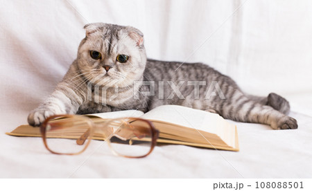 Smart scottish fold cat lying near open book and eyeglasses 108088501