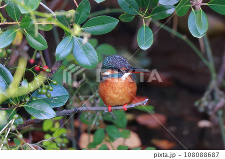 獲物を狙うカワセミ 108088687