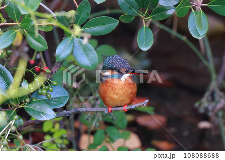 獲物を狙うカワセミ 獲物を狙うカワセミ 108088688