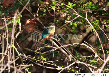 獲物を狙うカワセミ 獲物を狙うカワセミ 108088711