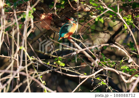 獲物を狙うカワセミ 獲物を狙うカワセミ 108088712