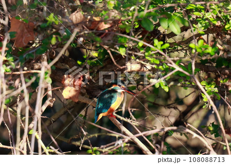 獲物を狙うカワセミ 獲物を狙うカワセミ 108088713