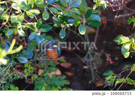 獲物を狙うカワセミ 獲物を狙うカワセミ 108088715