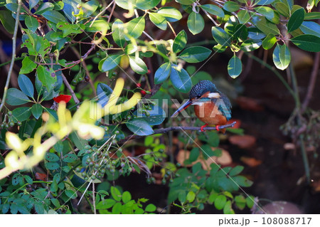 獲物を狙うカワセミ 108088717