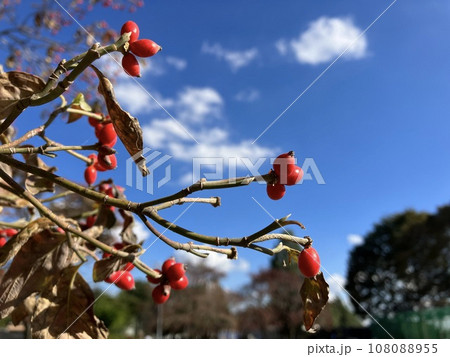 赤いハナミズキの実と秋の青空 108088955