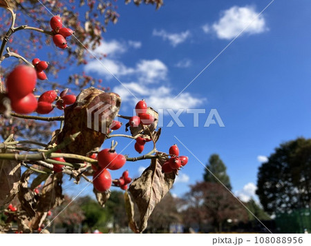 赤いハナミズキの実と秋の青空 108088956