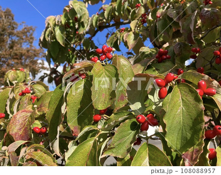 赤いハナミズキの実と秋の青空 108088957