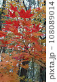 秋を知らせる紅葉の葉 108089014