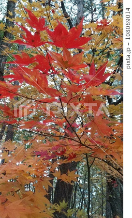 秋を知らせる紅葉の葉 秋を知らせる紅葉の葉 108089014