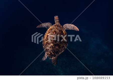Close-up of a green sea turtle swim in ocean. Sea turtle underwater in Hawaii Close-up of a green sea turtle swim in ocean. Sea turtle underwater in Hawaii 108089153