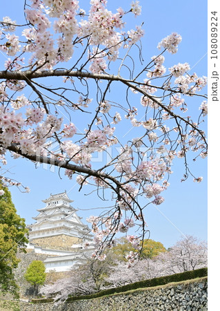 姫路市立動物園内から見える 姫路城(世界遺産)と桜 姫路市立動物園内から見える 姫路城(世界遺産)と桜 108089224
