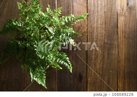 真上から見る観葉植物 108089226