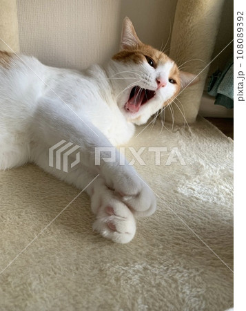 猫のあくび 108089392