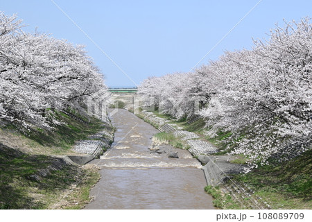小春日和の中咲く桜 108089709