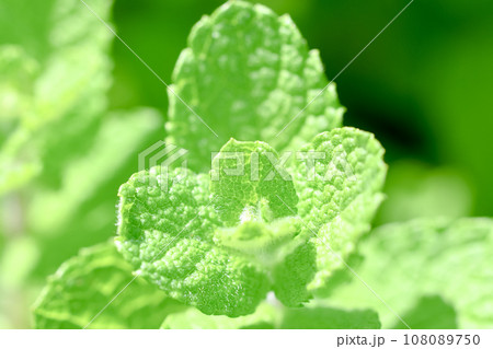 アップルミント 108089750