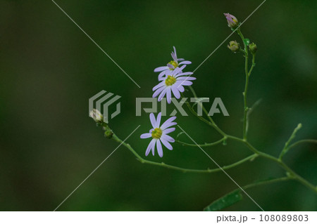 秋の訪れ 野菊の仲間 ノコンギク 秋の訪れ 野菊の仲間 ノコンギク 108089803